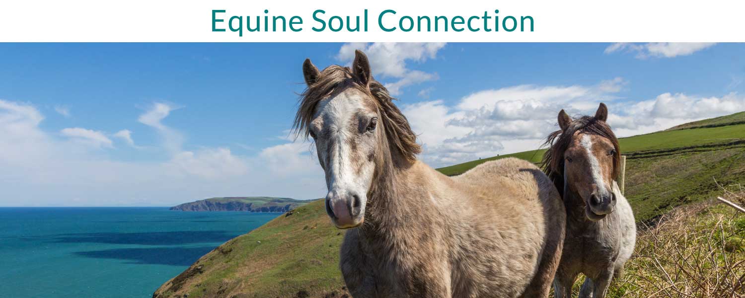 Equine Soul Connection