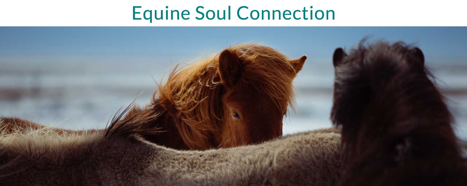 Equine Soul Connection